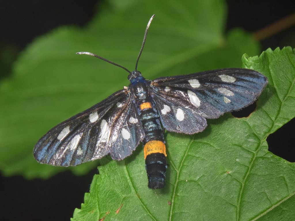 Amata phegea (Linnaeus, 1758)